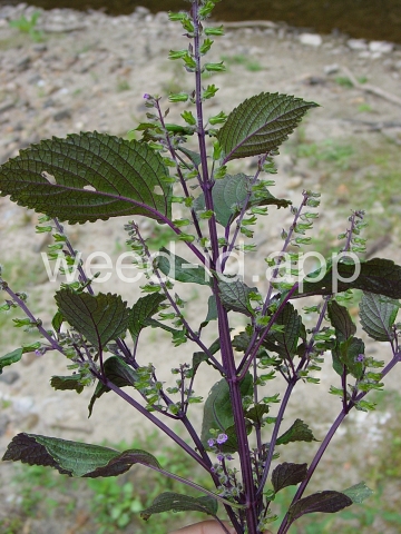 mint, perilla